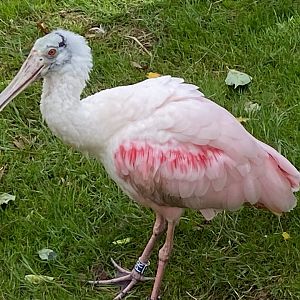Roseate spoonbill 030925