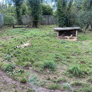 South African cheetah enclosure 030925