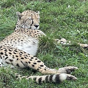 South African cheetah 030925