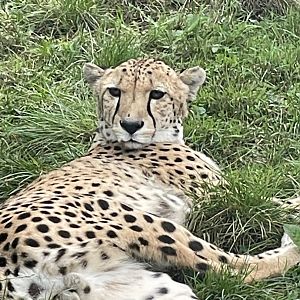South African cheetah 030925
