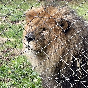 Lion 030925