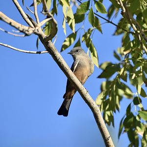 Say's Phoebe (Sayornis saya saya)