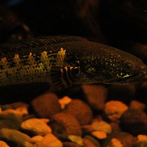 Orange-spotted snakehead (Channa aurantimaculata)