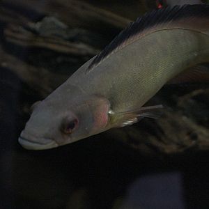 Spottail pike cichlid (Lugubria lugubris)
