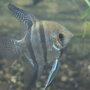 Freshwater angelfish (Pterophyllum scalare)