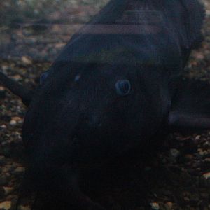 Ripsaw catfish (Oxydoras niger)