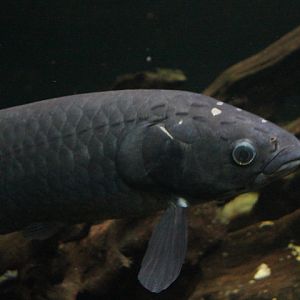 African arowana (Heterotis niloticus)