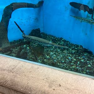 Longnose Gar/Bowfin/Emerald(?) Shiners (Lake Erie Metropark Marshland Museum, 9/21/25)