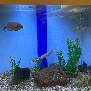 Bluegill/Longnose Gar/Yellow Perch/Black Crappie/Emerald(?) Shiners (Lake Erie Metropark Marshland Museum, 9/21/25)