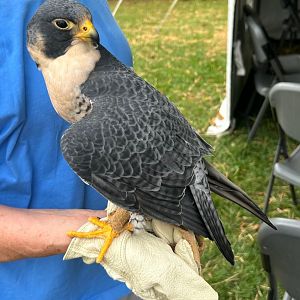 Peregrine Falcon (Lake Erie Metropark Hawkfest, 9/21/25)