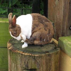 Domestic Rabbit (2008)