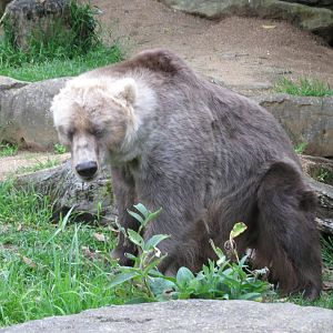 Kodiak Bear (2008)