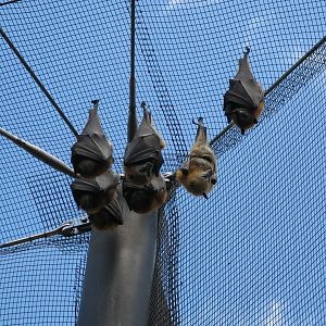 Grey-headed Flying Fox (2008)