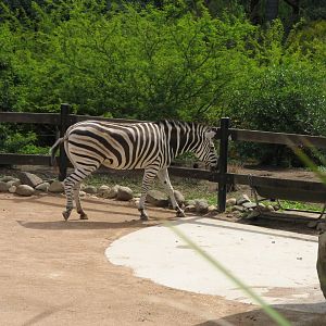 Plains Zebra (2008)