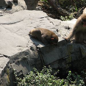 Japanese Macaque (2008)