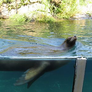 California Seal Lion (2008)