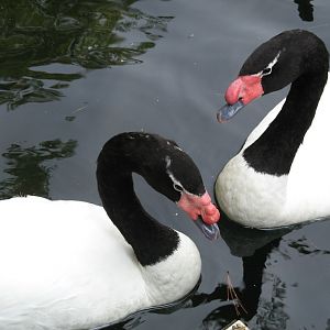 Black-necked Swan (2008)
