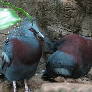 Victoria Crowned Pigeon (2008)