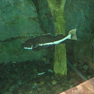 Red-tailed Catfish (2008)