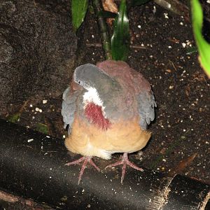 Luzon Bleeding Heart Pigeon (2008)