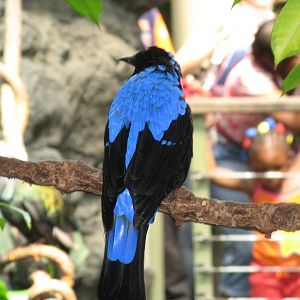 Fairy Bluebird (2008)