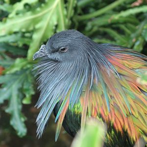 Nicobar Pigeon (2008)