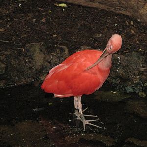 Scarlet Ibis (2008)