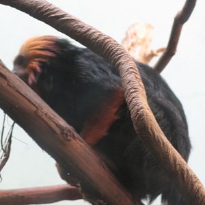 Golden-headed Lion Tamarin (2008)
