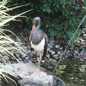 Black Stork (2008)