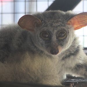 Silvery greater galago (Otolemur monteiri) - Jasmine Park