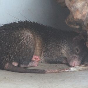 Long-tailed porcupine (Trichys fasciculata) - Jasmine Park