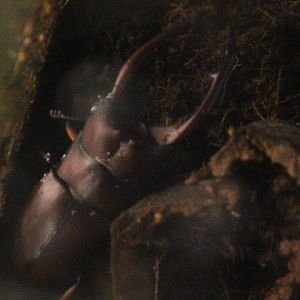 Javan red stag beetle (Prosopocoilus astacoides pallidipennis) - Aviary Park