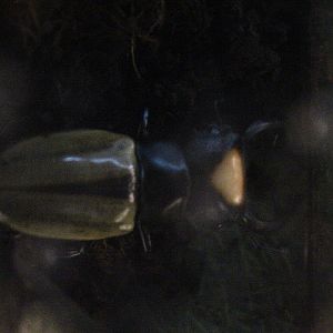 Lacordaire's stag beetle (Odontolabis lacordairei) - Aviary Park