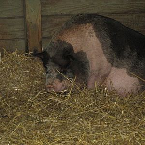 Domestic Pig (2008)