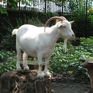 Domestic Goat (2008)