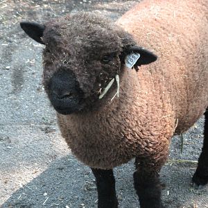 Domestic Sheep (2008)