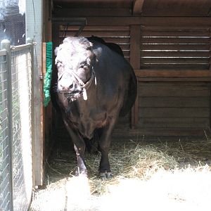 Domestic Cow (2008)
