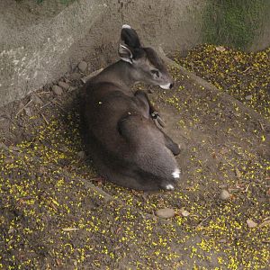 Western Tufted Deer (2008)