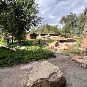 Lion exhibit