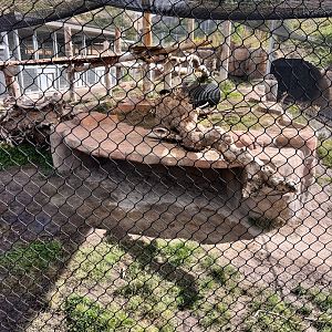 Mountain lion exhibit