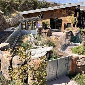 American Badger exhibit