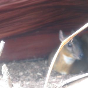 Lesser Indo-Malayan Chevrotain (2008)