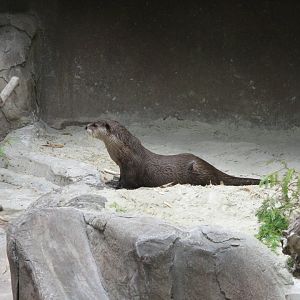 Cape Clawless Otter (2008)