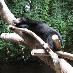 Sun Bear (2008)