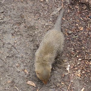 Dwarf Mongoose (2008)