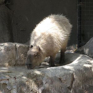 Capybara (2008)