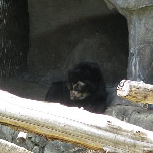Andean Bear (2008)
