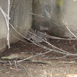 Cape Blue Duiker (2008)