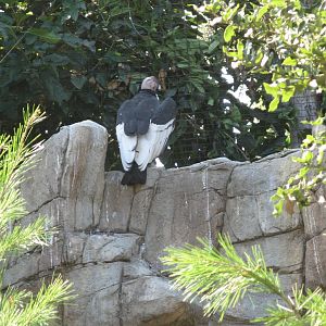 Andean Condor (2008)