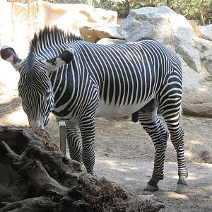 Grevy's Zebra (2008)